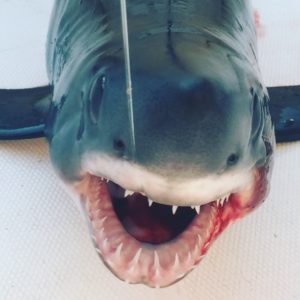 Porbeagle Face